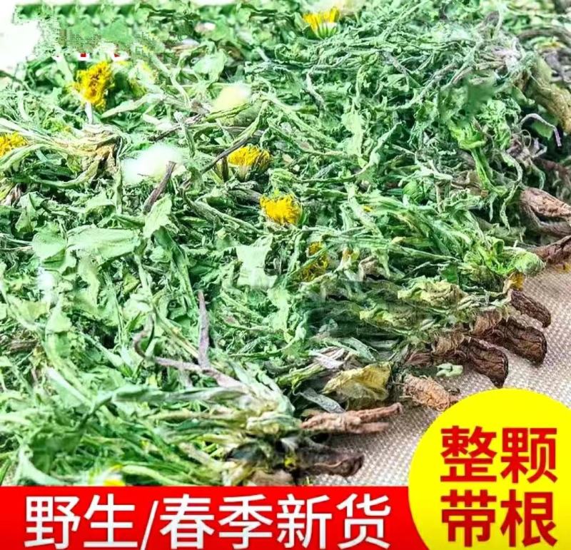 蒲公英道地中药材整棵蒲公英带花带根带叶泡水泡茶包邮