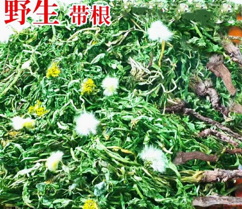 蒲公英道地中药材整棵蒲公英带花带根带叶泡水泡茶包邮