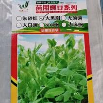 豌豆种子大黑眉豌豆种子生产豌豆苗主要品种嫩脆粗胖