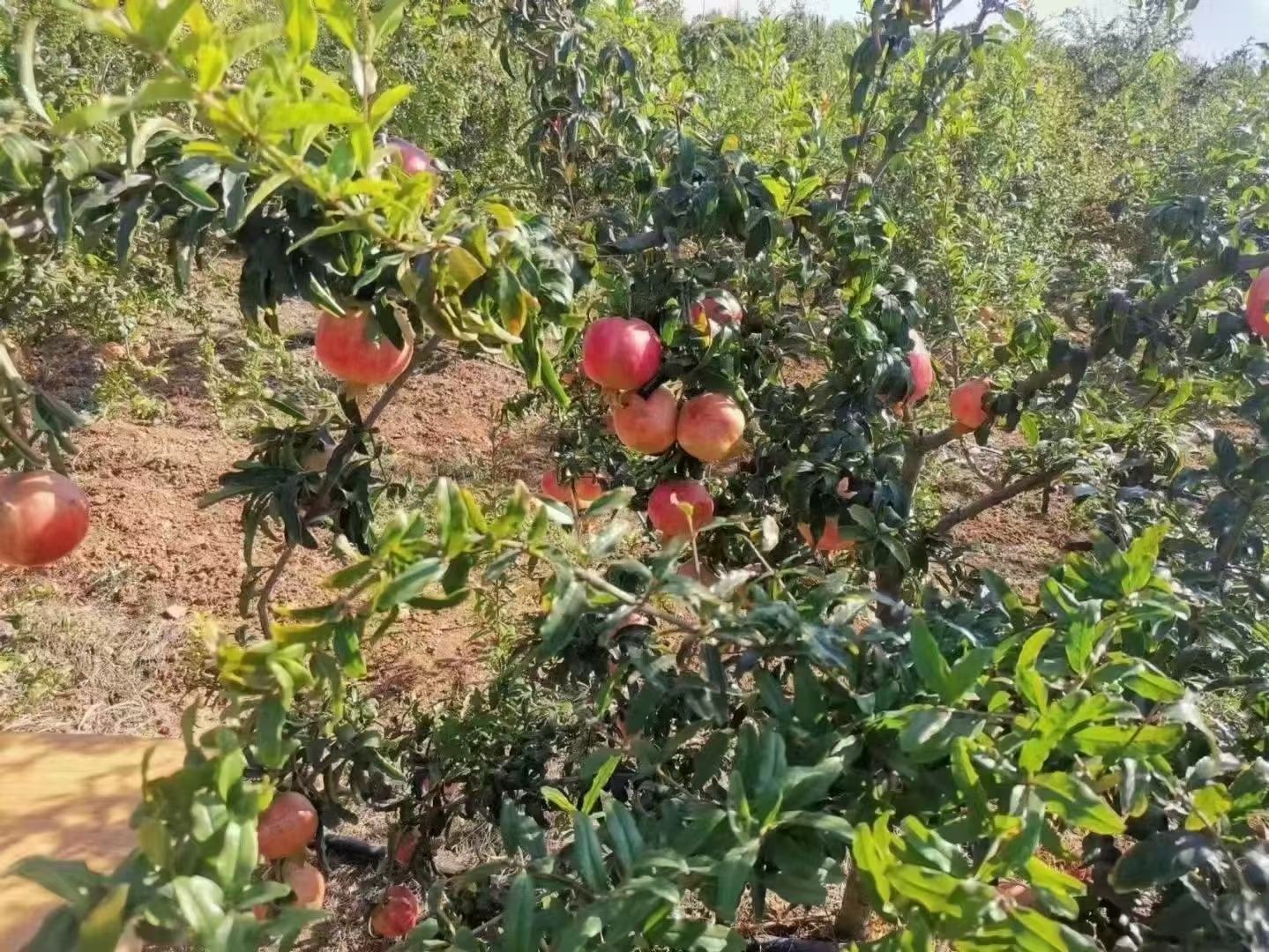 成熟的突尼斯软籽石榴挂在枝头,果实饱满、色泽鲜亮 突尼斯软籽石榴特写