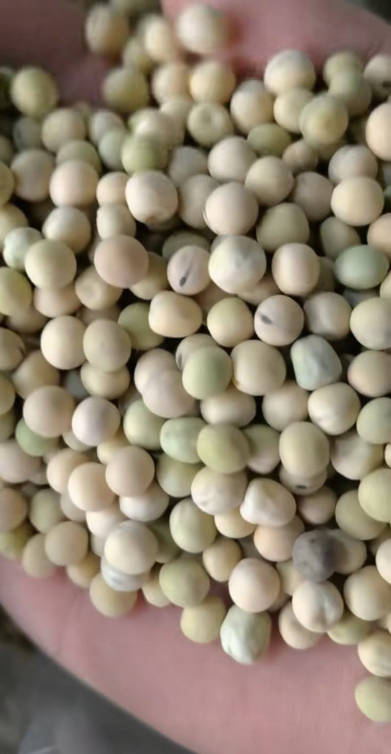 豌豆种子大黑眉豌豆种子生产豌豆苗主要品种嫩脆粗胖