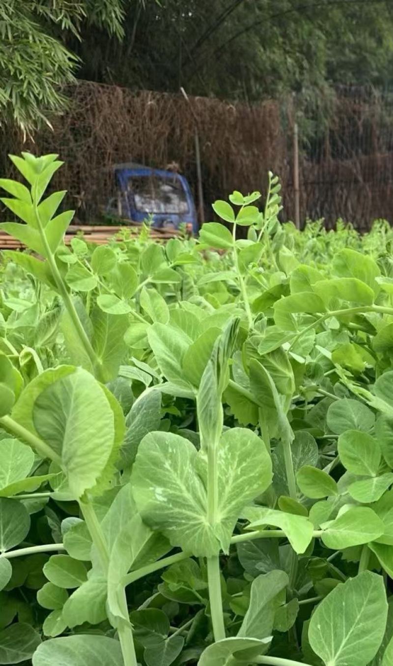 豌豆种子大黑眉豌豆种子生产豌豆苗主要品种嫩脆粗胖
