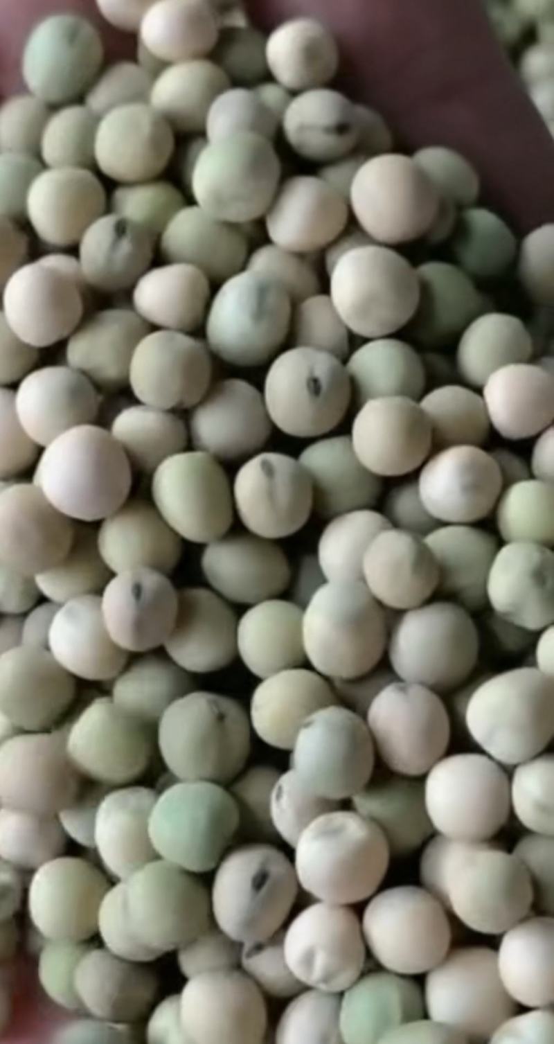 豌豆种子大黑眉豌豆种子生产豌豆苗主要品种嫩脆粗胖