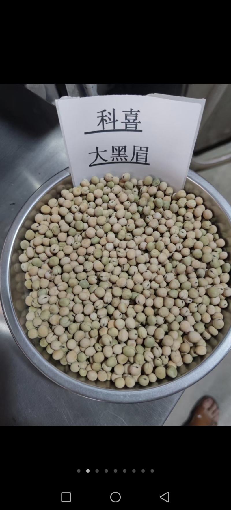 豌豆种子大黑眉豌豆种子生产豌豆苗主要品种嫩脆粗胖