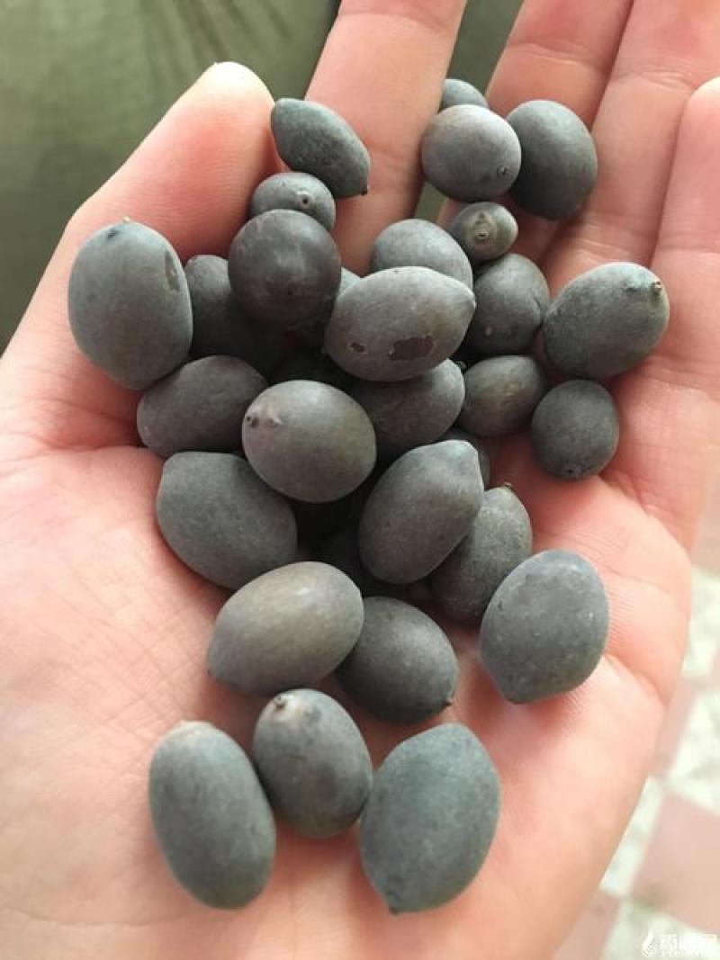 石莲子，双肾子，无硫，冷背药材实拍现货，24小时内发货