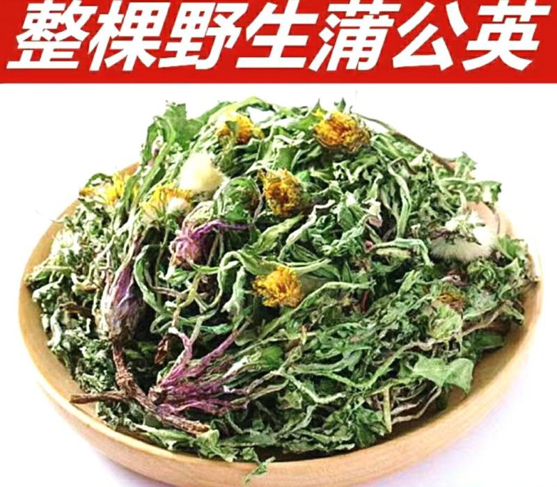 蒲公英道地中药材整棵蒲公英干净无杂蒲公英茶包邮