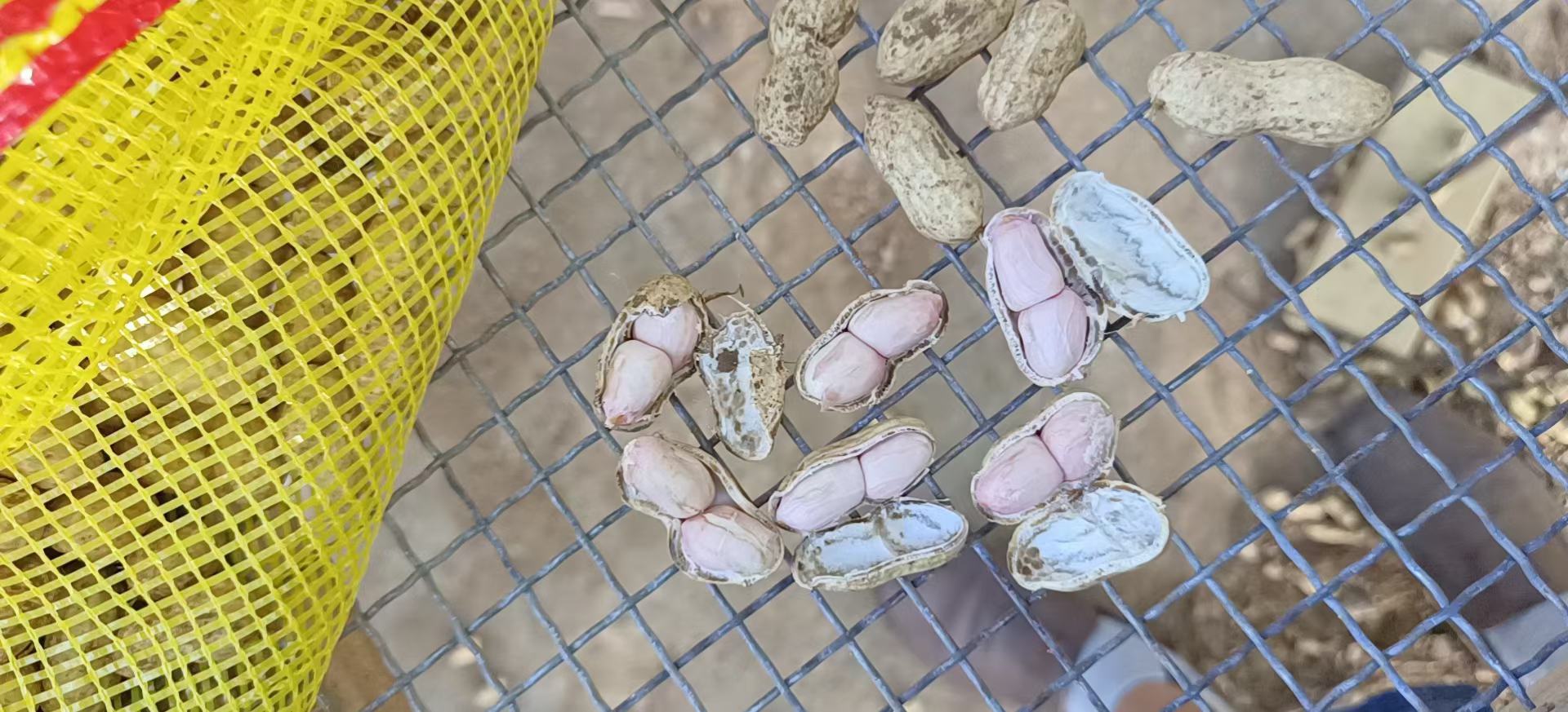 花生营养成分示意图