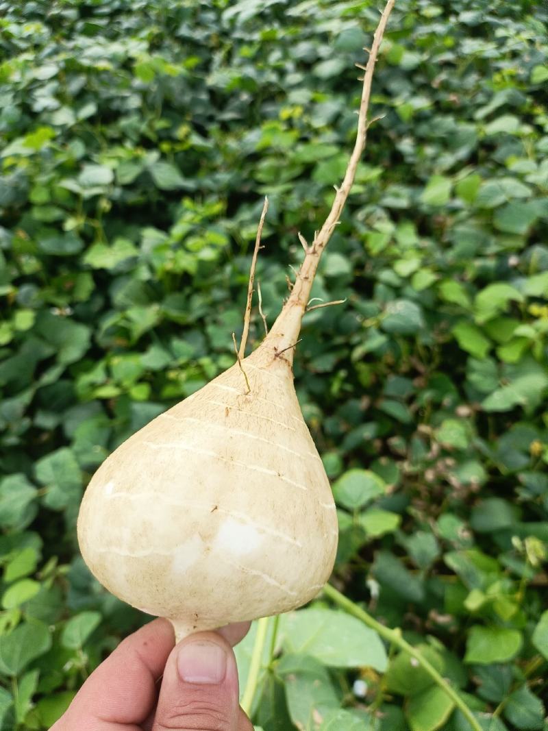 湖北天门地瓜(凉薯)