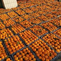 [推荐]陕西城固蜜橘柑桔桔子全国发货产地直发