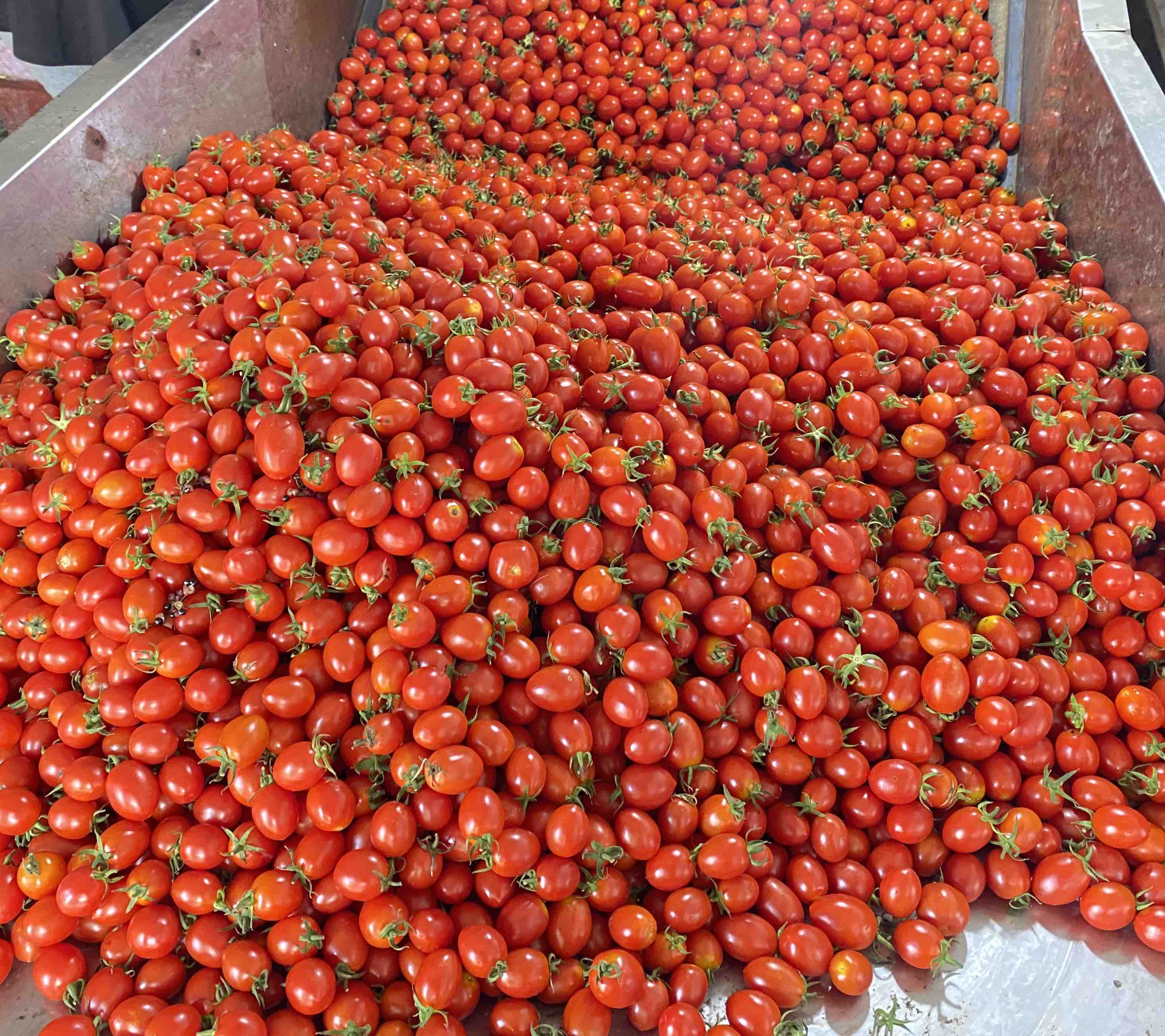 千禧圣女果与不同人群搭配