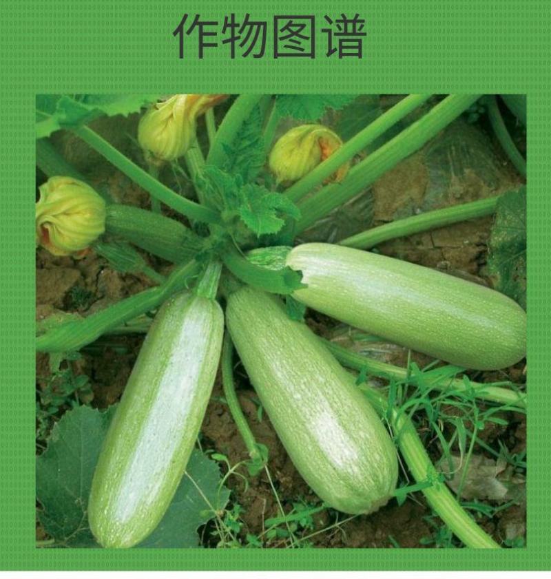 顶呱呱座果肥西葫芦免点花西葫芦座果剂代替人工沾花