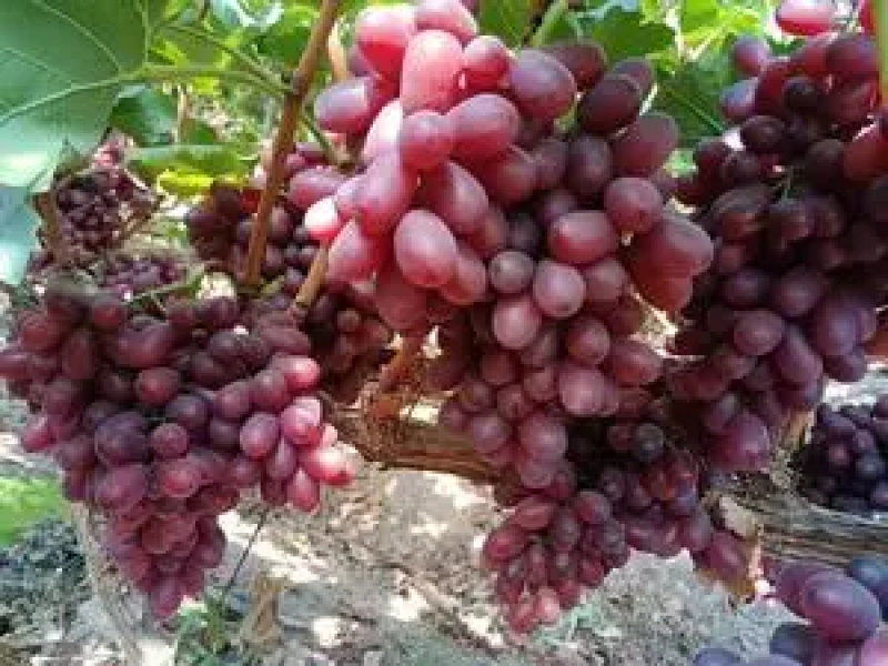 【热卖】克伦生葡萄基地直发量大优惠欢迎咨询