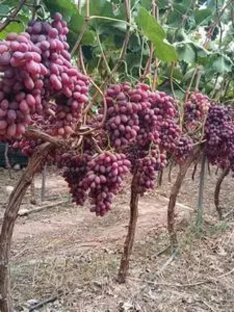 【热卖】克伦生葡萄基地直发量大优惠欢迎咨询
