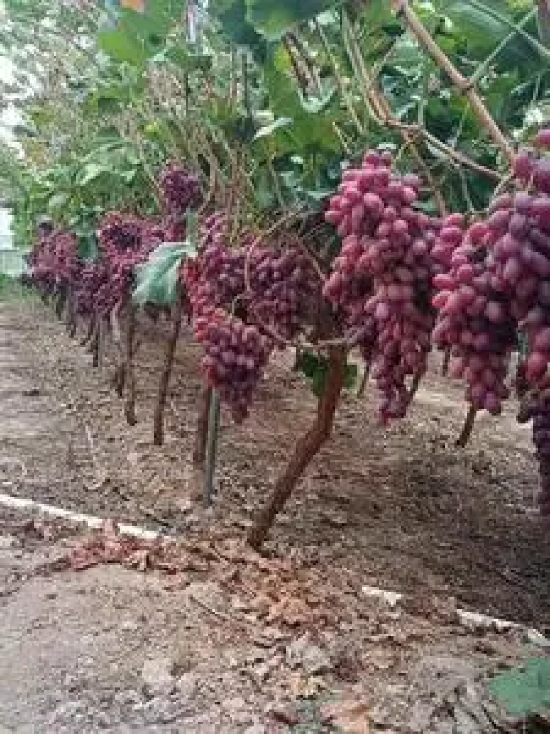 【热卖】克伦生葡萄基地直发量大优惠欢迎咨询