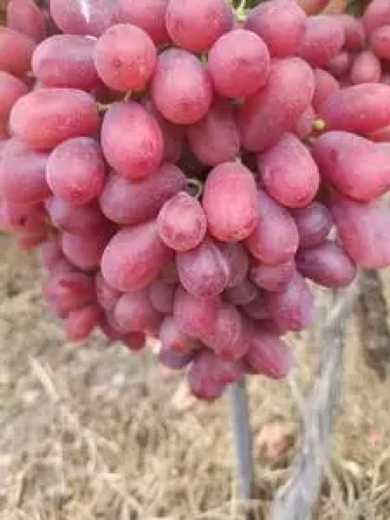 【热卖】克伦生葡萄基地直发量大优惠欢迎咨询