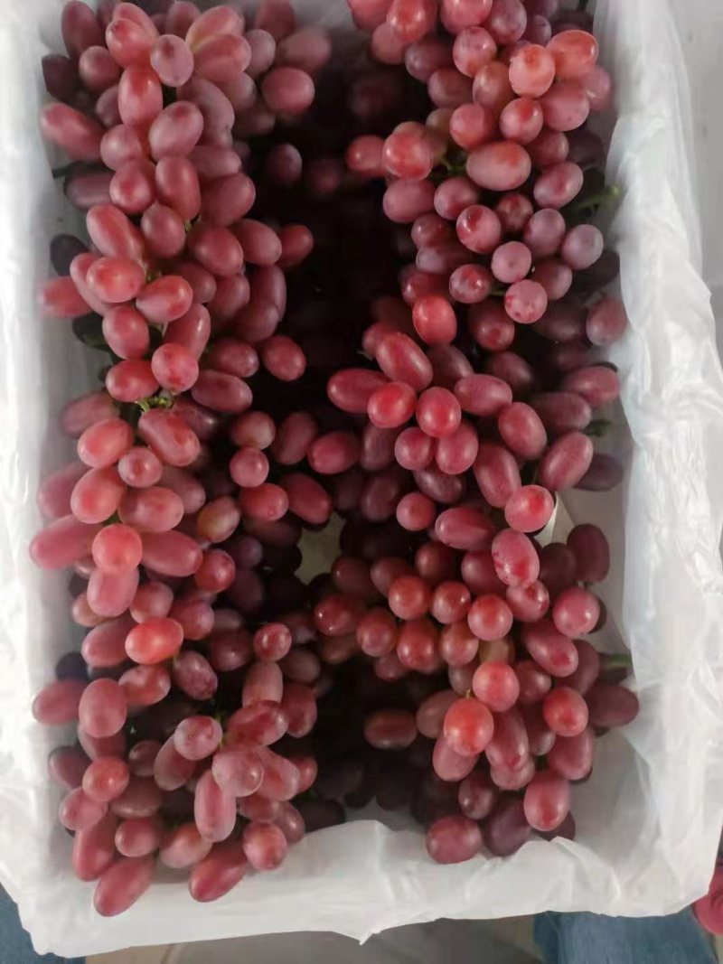 【热卖】克伦生葡萄基地直发量大优惠欢迎咨询