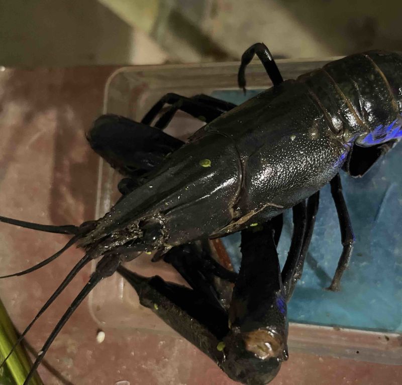澳洲龙虾