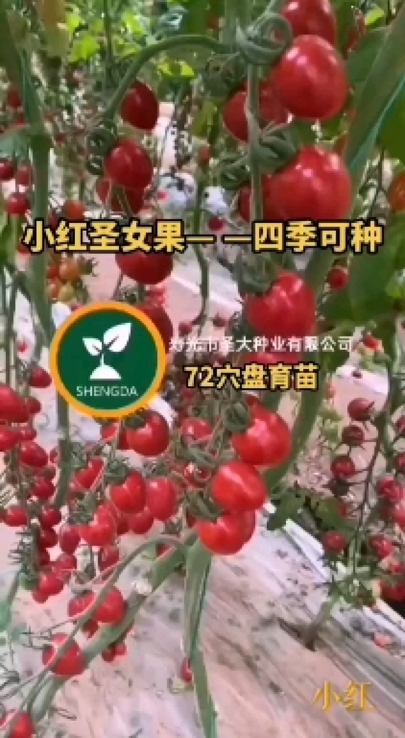 红圣女果苗樱桃番茄苗小西红柿苗千禧圣女果苗小番茄苗番茄苗