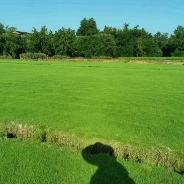 台湾二号草坪草圈