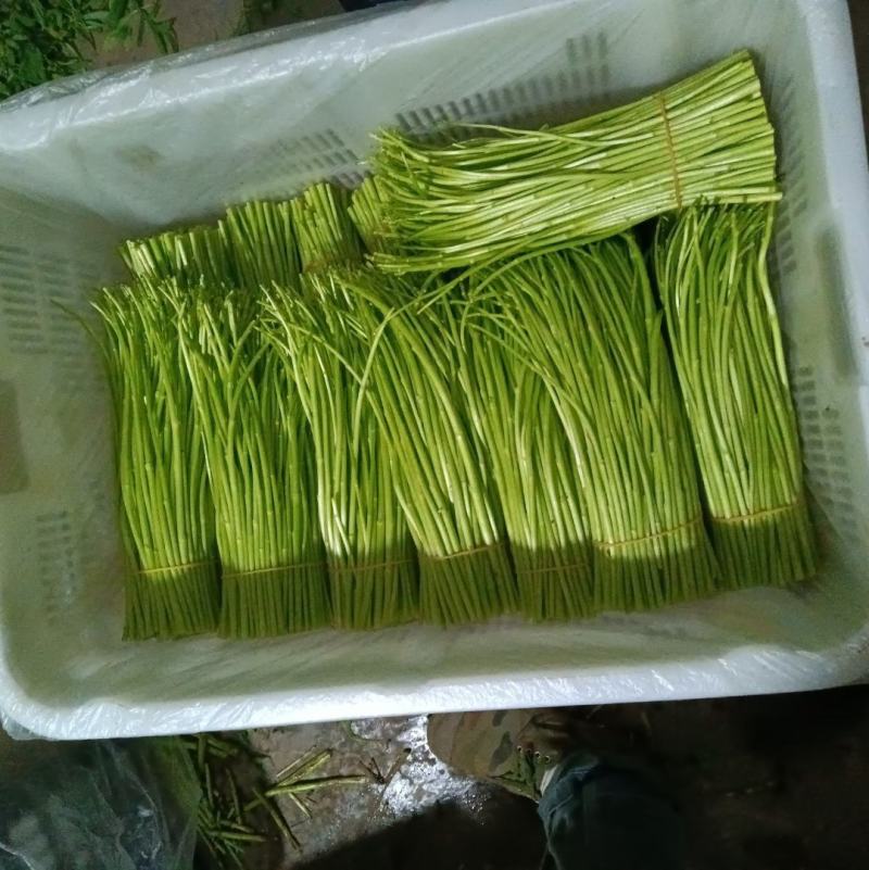 黎蒿种植小王