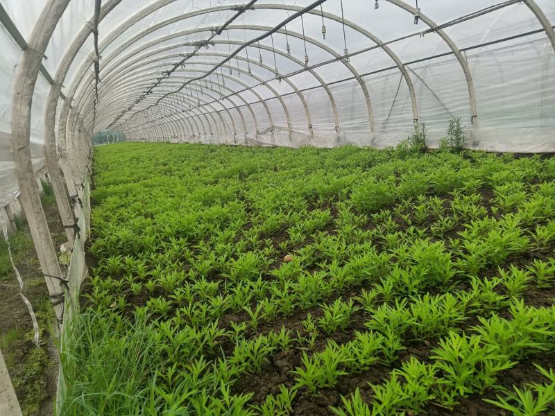 黎蒿种植小王