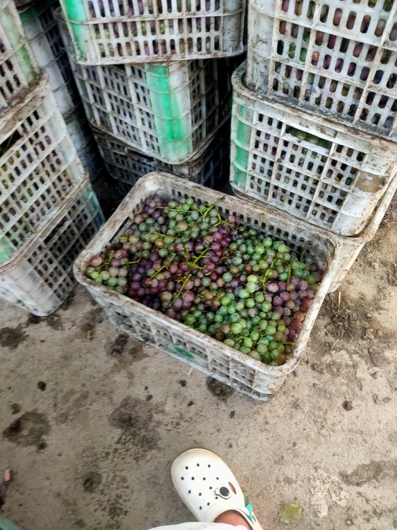 果汁厂葡萄