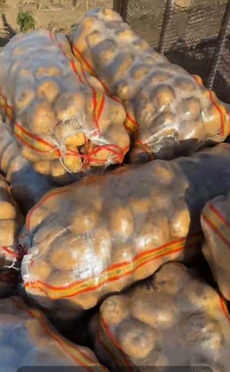 优质土豆基地供应一手货源，价格优惠量大从优