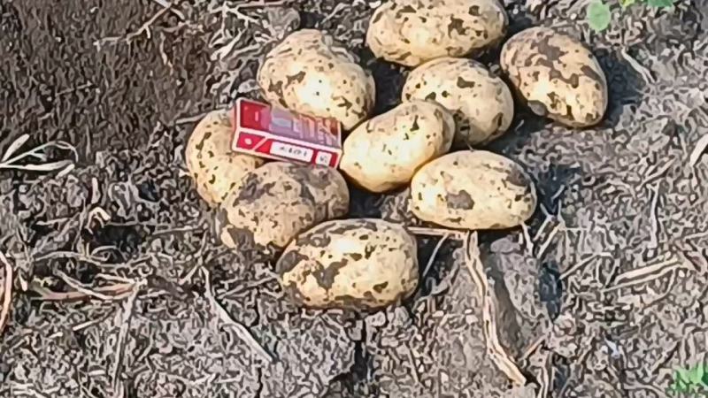 优质土豆基地供应一手货源，价格优惠量大从优