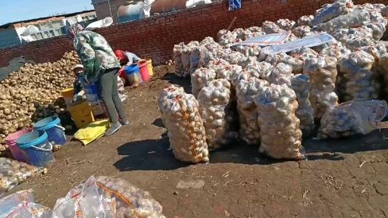 优质土豆基地供应一手货源，价格优惠量大从优
