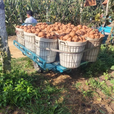 大量出售秋月梨