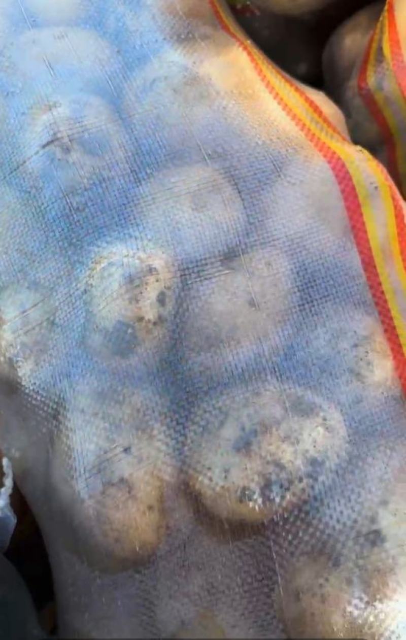 优质土豆基地供应一手货源，价格优惠量大从优
