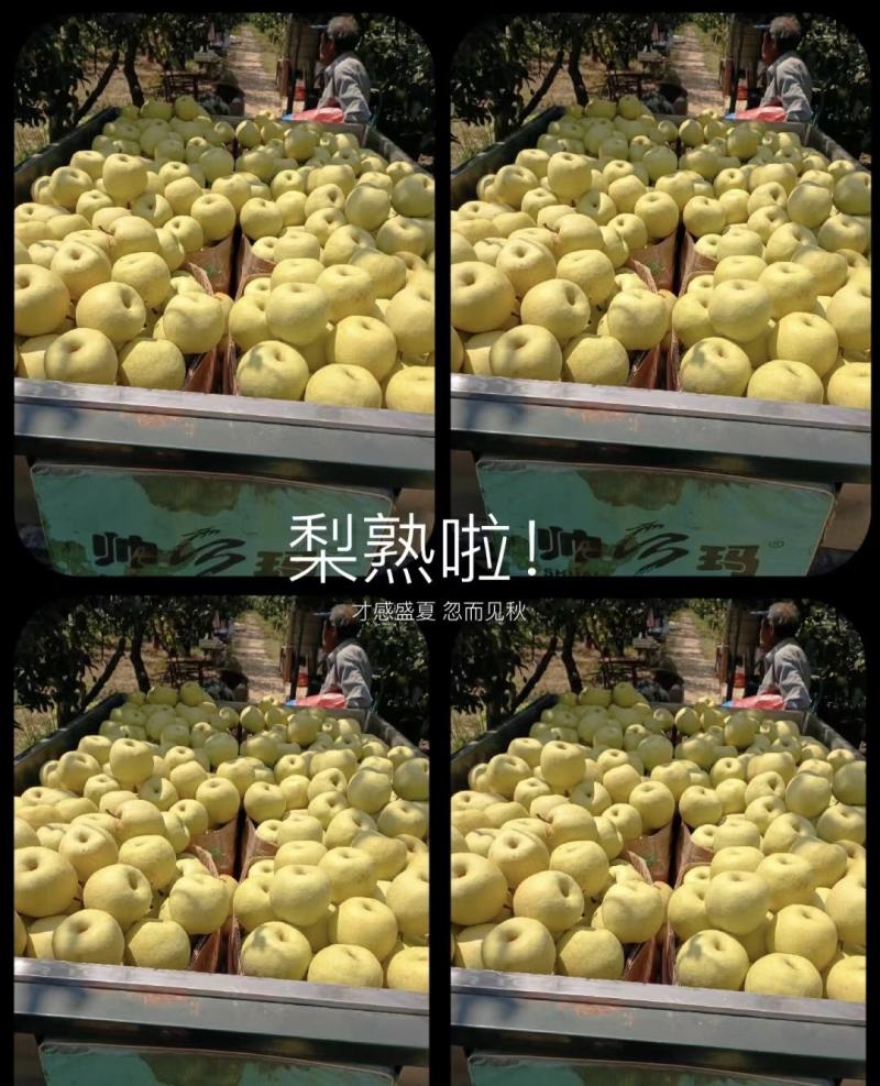 【牛商推荐】精品秋月梨产地直发一手货源全国发货