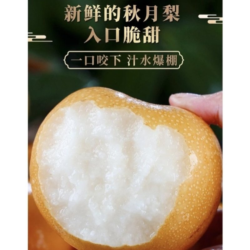 【牛商推荐】精品秋月梨产地直发一手货源全国发货