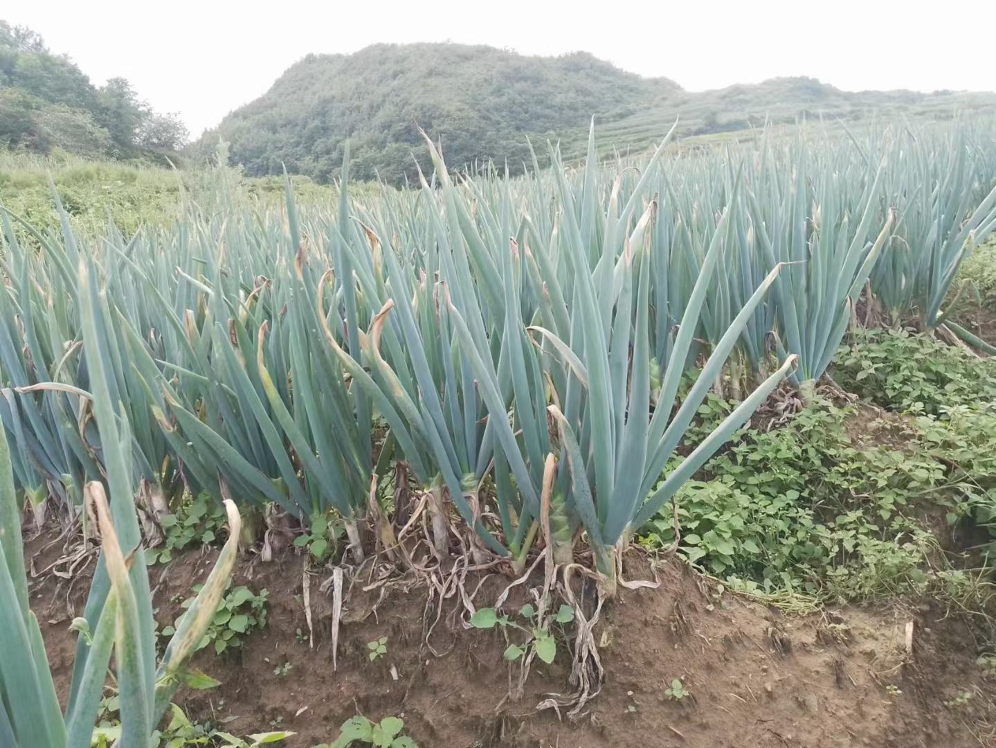 一片整齐的大葱种植田,植株排列有序,土壤湿润,农民正在田间巡查,远处有灌溉设备,天空晴朗,展现现代化生态种植环境 大葱田间种植实景图
