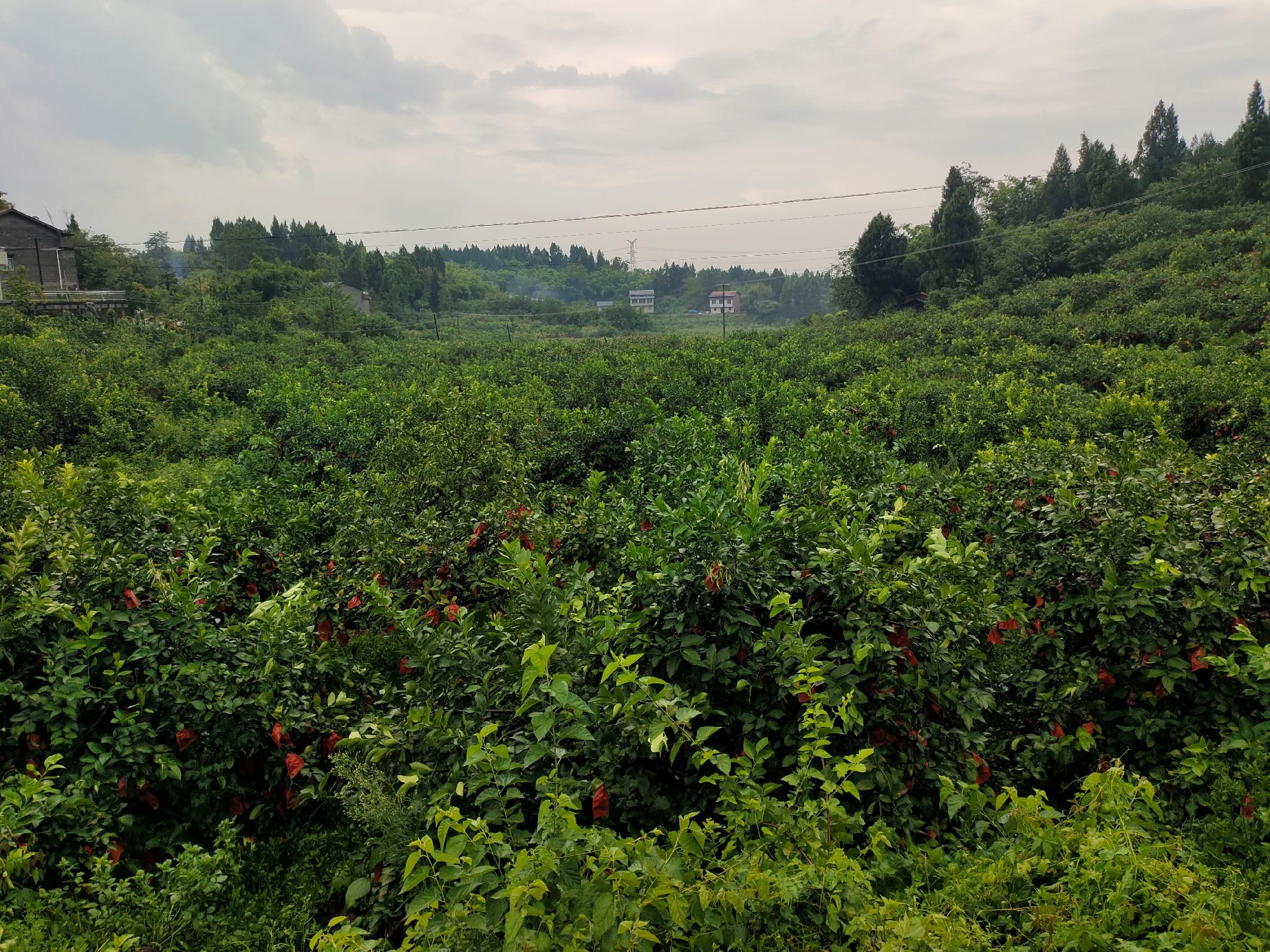 柠檬种植园实景图