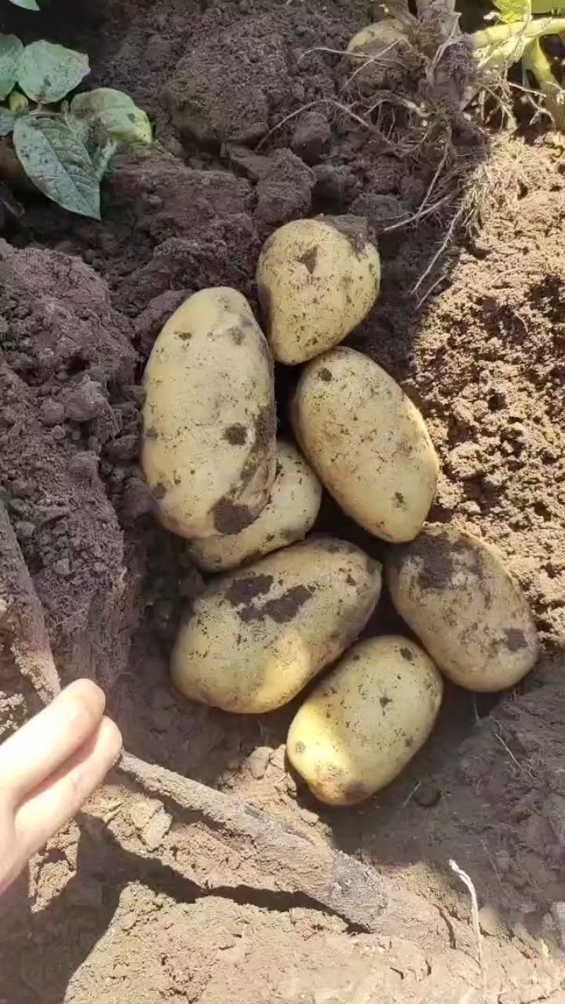 百茂八号土豆适合市场商超、学校工地食堂
