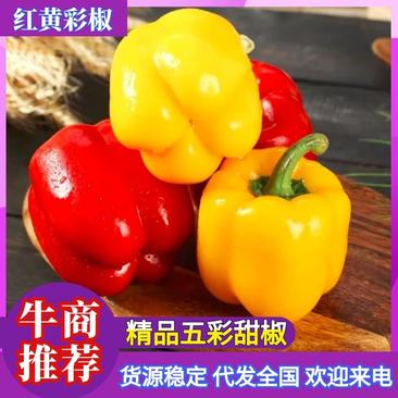 优质红黄五彩甜椒供应超市电商市场团购量大从优欢迎来电