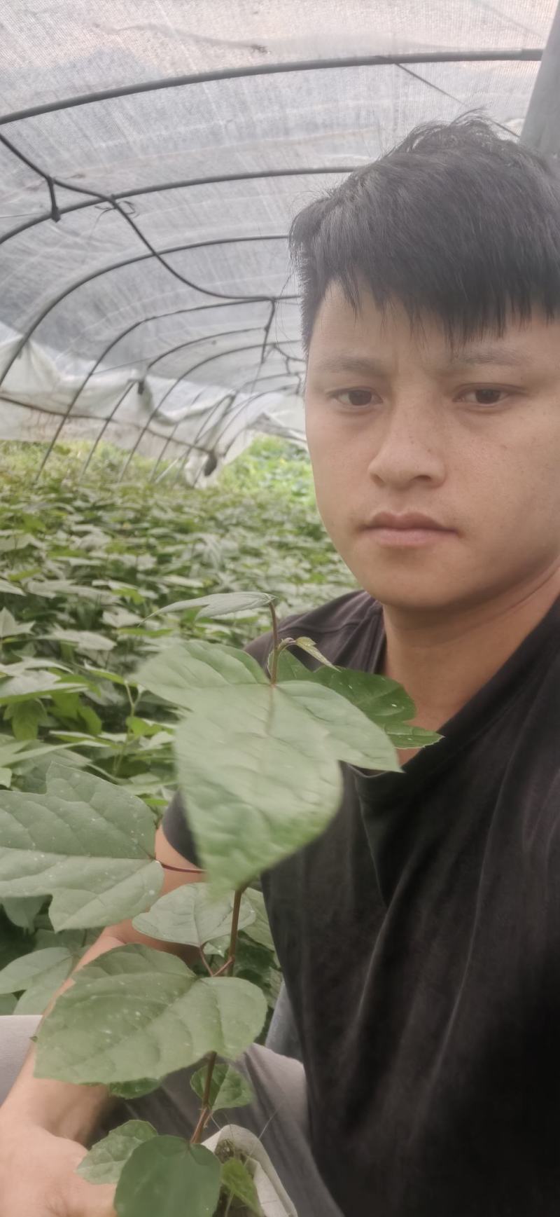 半枫荷基地种苗