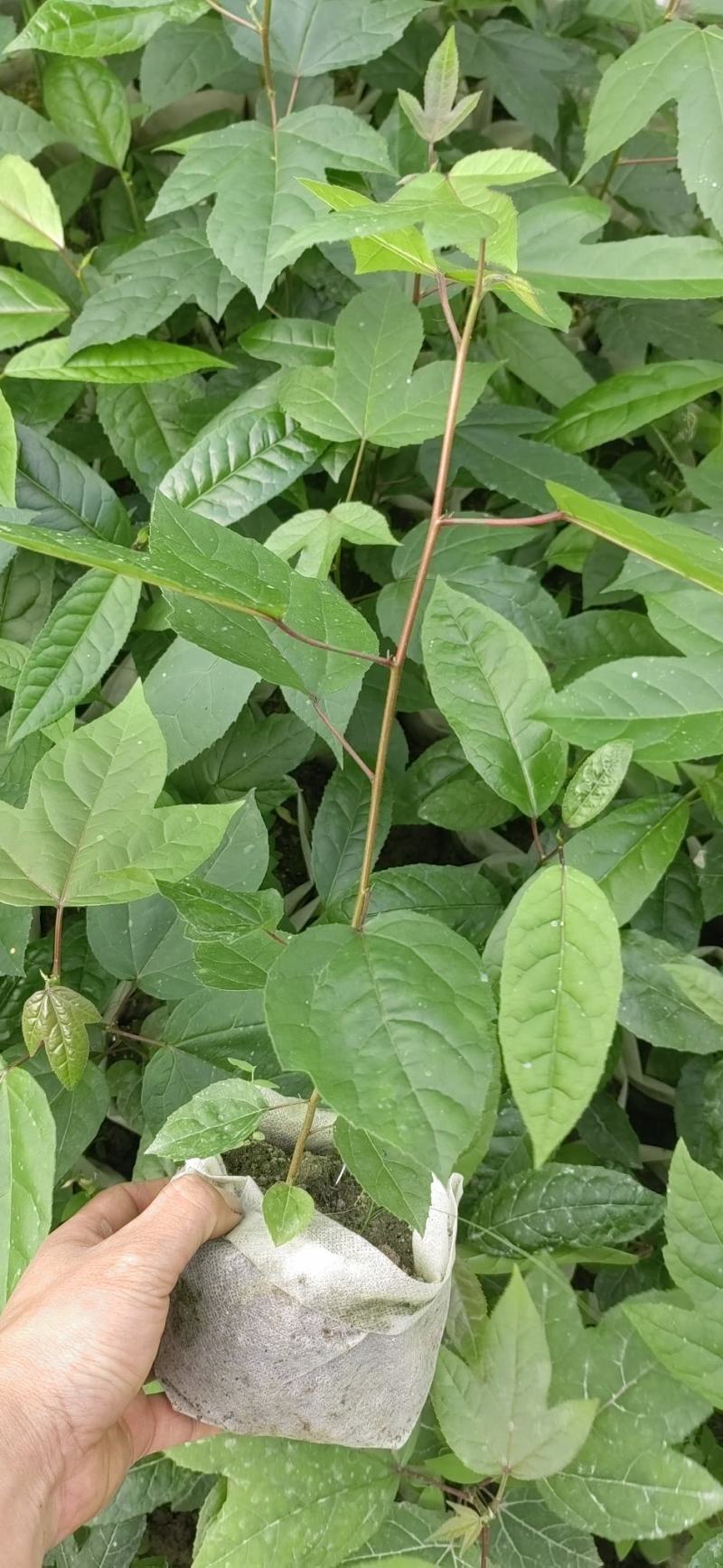 半枫荷基地种苗