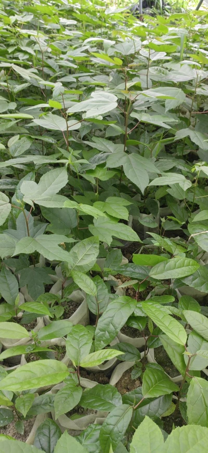 半枫荷基地种苗
