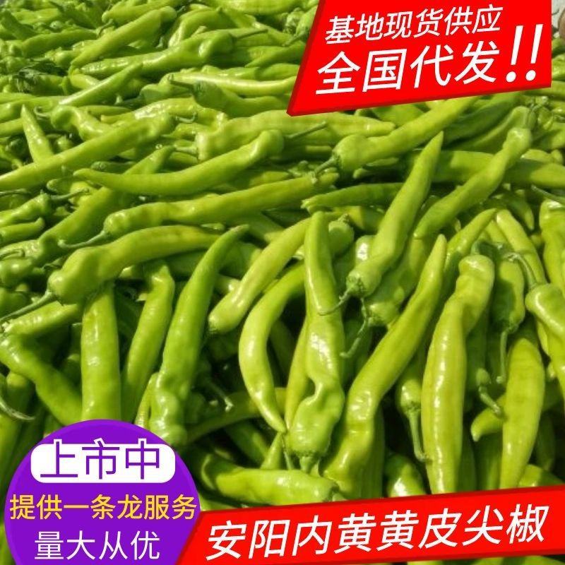 优质尖椒，牛角椒大量上市，质量好价格低。