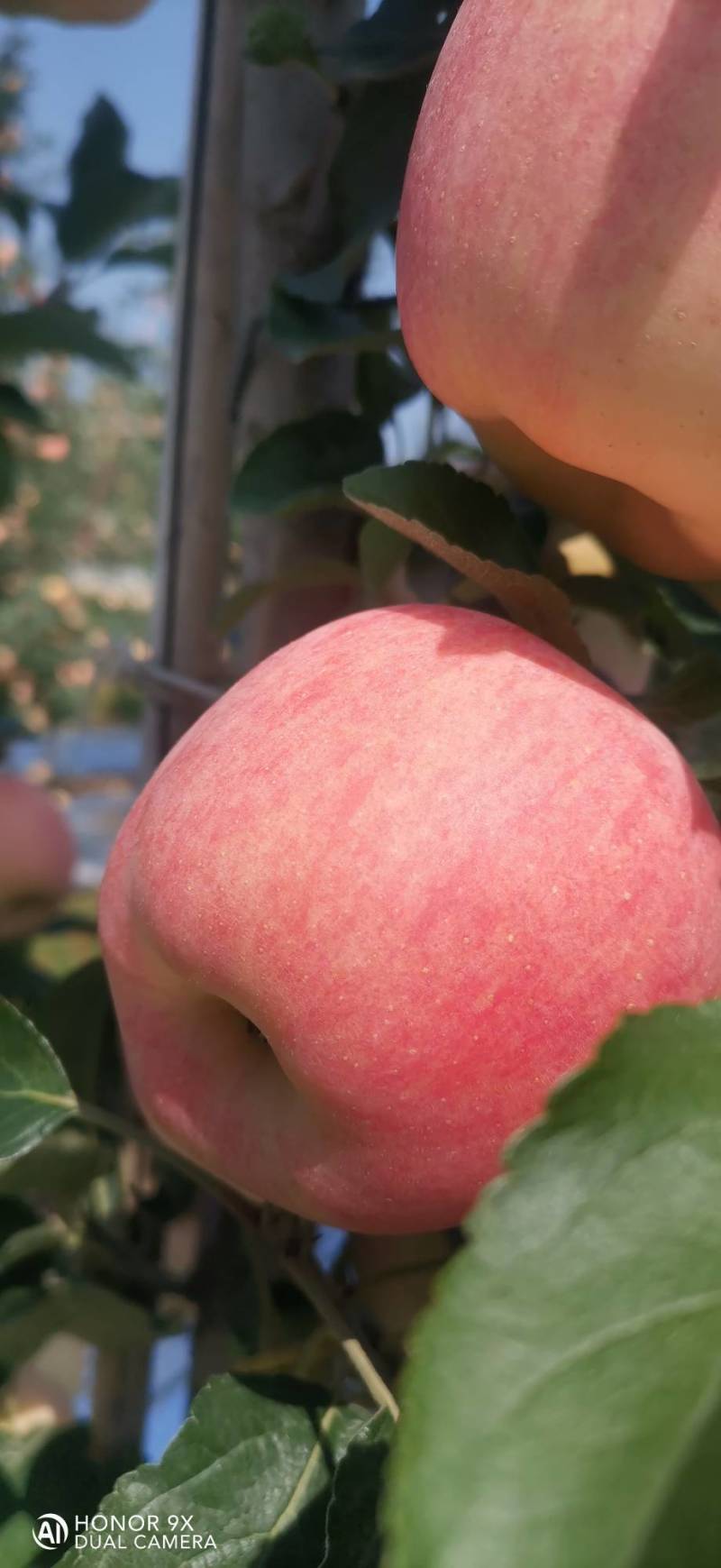加拿大美味苹果