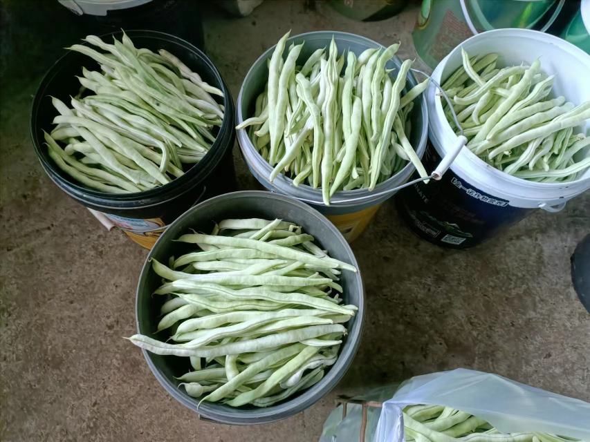 选择优质扁豆原料