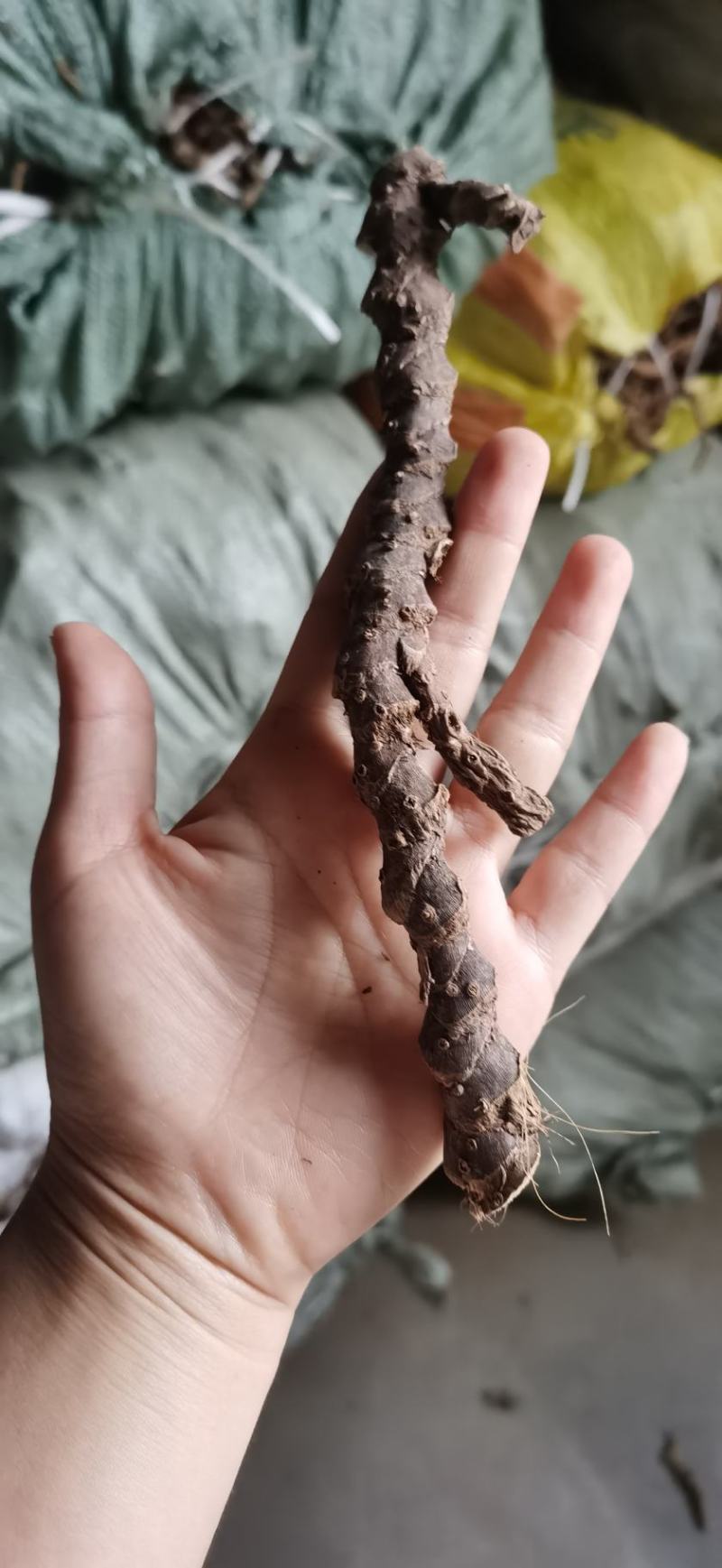 野生石菖蒲，个头大毛须干净