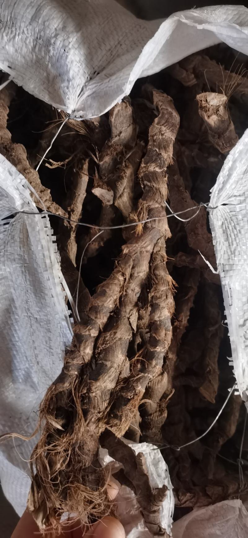 野生石菖蒲，个头大毛须干净