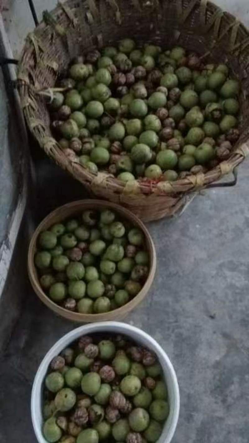 阿坝本地自家种植核桃是保证可视频看货，欢迎联系