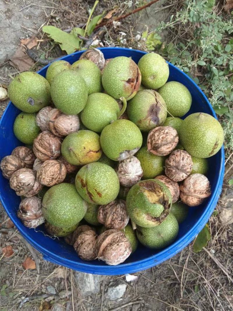 阿坝本地自家种植核桃是保证可视频看货，欢迎联系