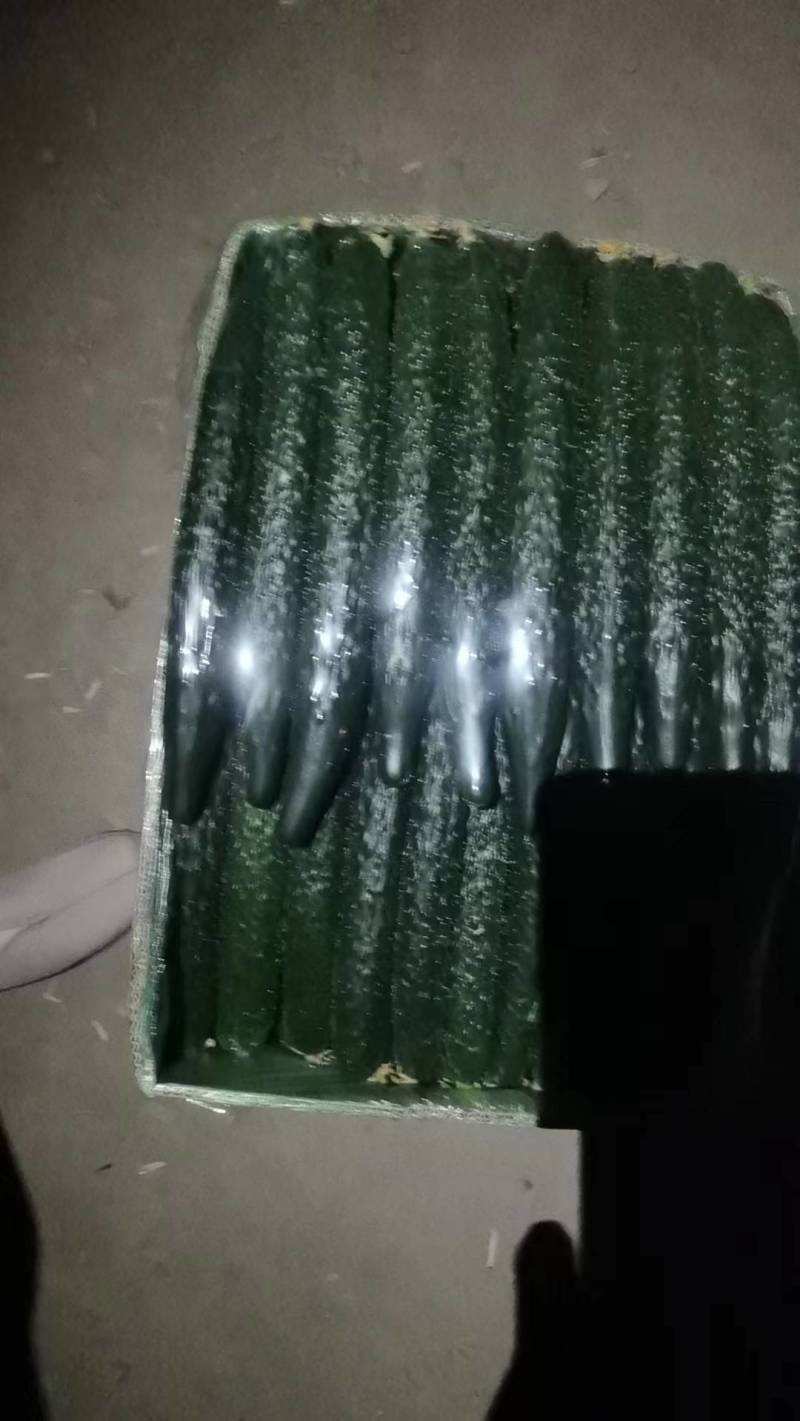 精品黄瓜新品上市大量上市鲜花蜜刺质量保证