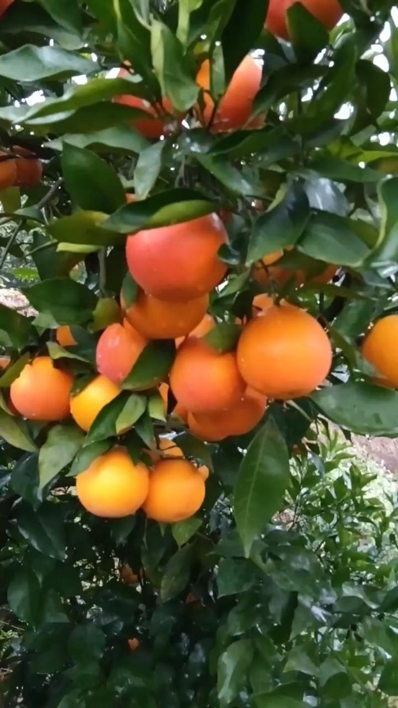 四川高山蜜橘大量上市，欢迎全国各地经销商洽谈