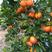 四川高山蜜橘大量上市，欢迎全国各地经销商洽谈